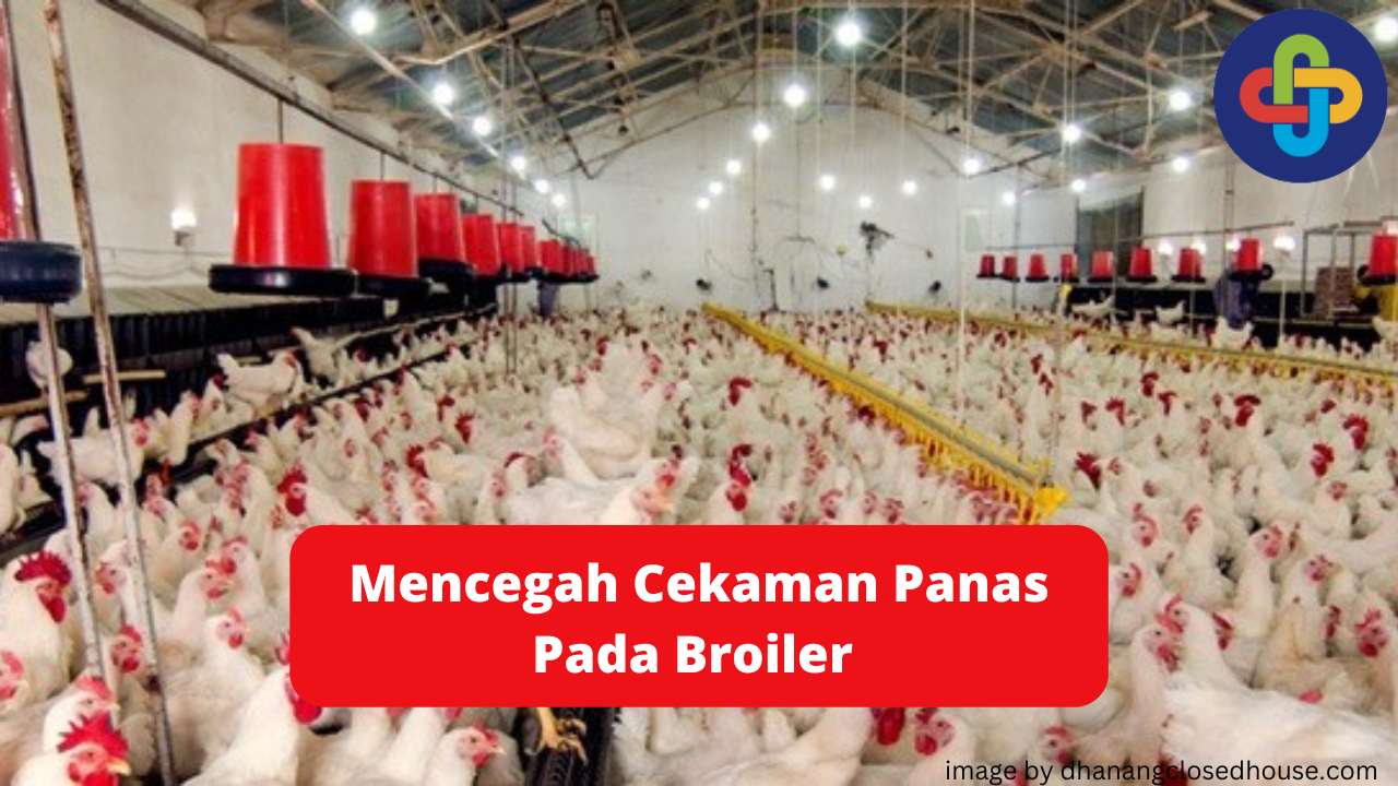 Cegah Terjadinya Cekaman Panas Pada Broiler